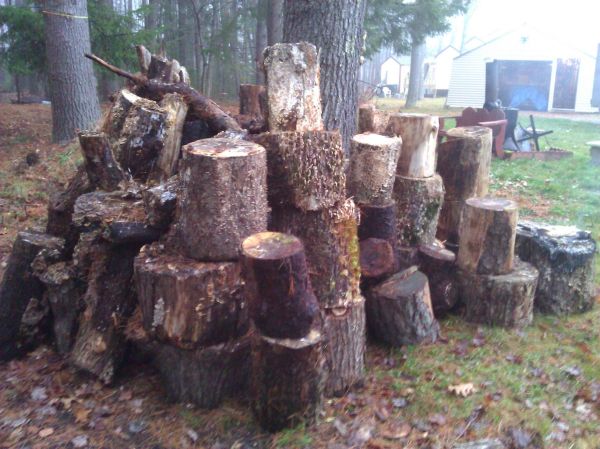 Cut Wood needs splitting (Scarborough)