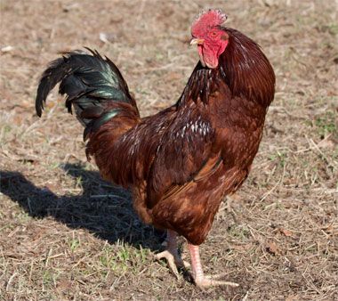 chickens (Kennebec)