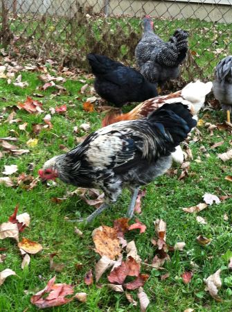 3 Free roosters (Swanville)
