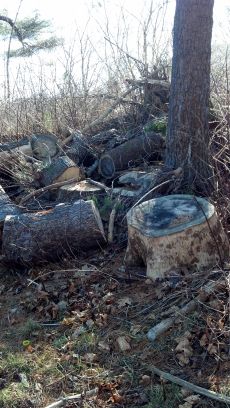 seasoned pine logs (Kittery)