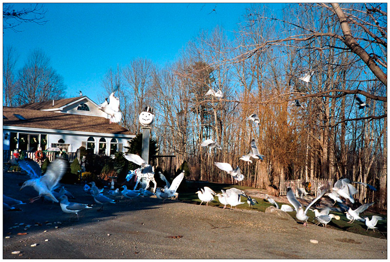 Seagulls snatch up bread crumbs amid Christmas decorations at the Belmont home of Peggy Palmer.