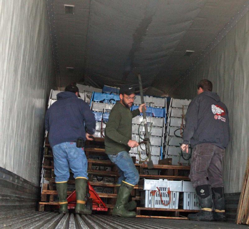 Workers and friends of JC Wood Lobster Co.. in Rockport help offload the lobster onto another truck for eventual delivery to New Brunswick. (Photo by Holly S. Edwards)