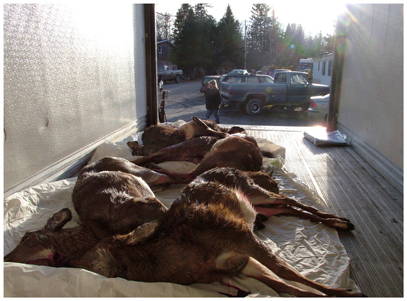 Five deer shot during the first day of the special hunt stored temporarily in a refrigerated truck at the tagging station run by Laura Houle, background. (Photo by Ethan Andrews)