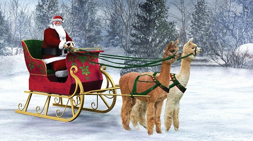 Northern Solstice Alpaca Farm in Unity will host a farm open house Saturday and Sunday, and it's just one of the many holiday happenings on tap this weekend, everything from movies and plays to open houses, art walks, holiday bazaars and gift wrapping for good causes. (Image courtesy Northern Solstice Alpaca Farm)