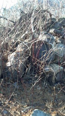 seasoned pine logs (Kittery)