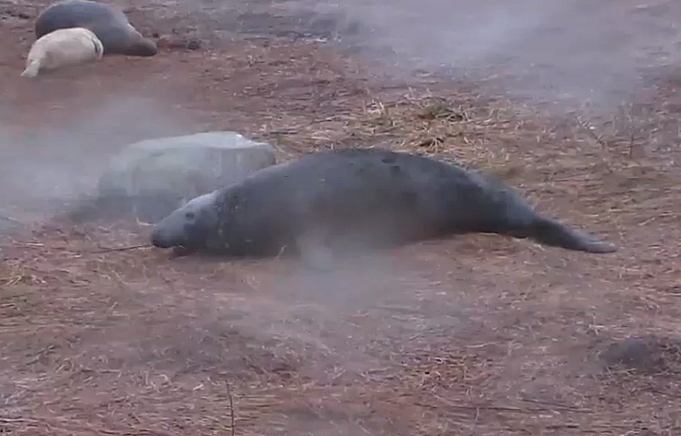A screen grab from the Gray Seal Pupping Cam showing a male on Seal Island National Wildlife Refuge in the Gulf of Maine. (Courtesy Explore.org)