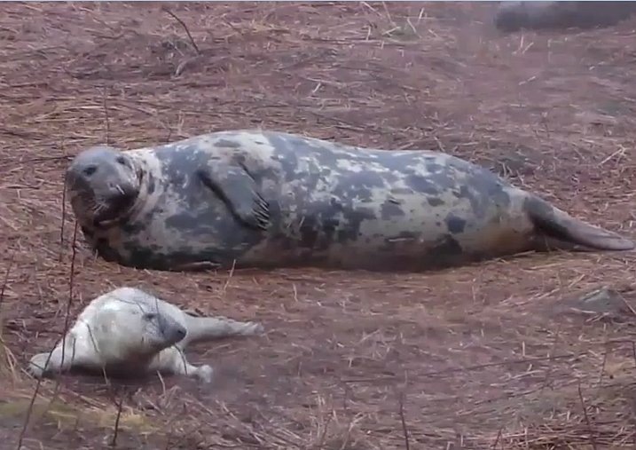 Gray seal mother and pup. (Courtesy Explore.org)