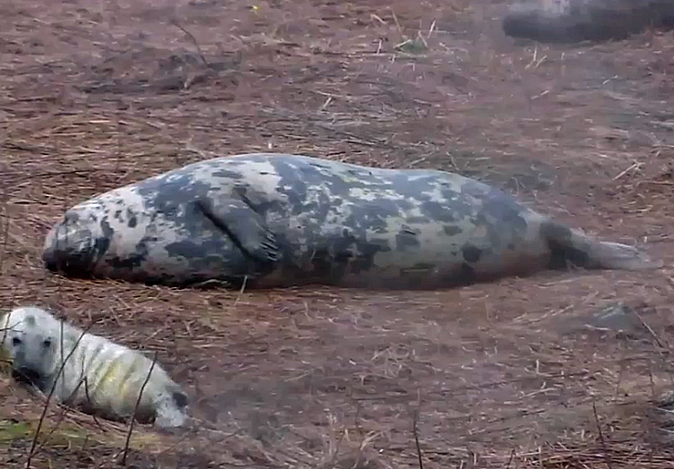 Gray seal mother and pup. (Courtesy Explore.org)