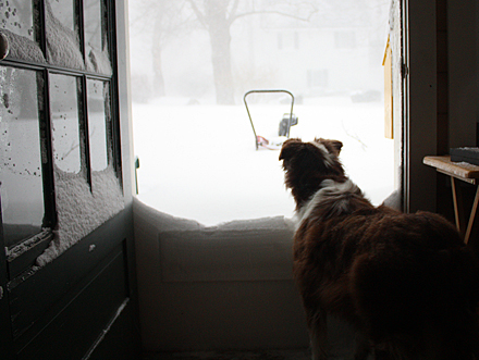 "I'm not going out in that if you're not going out..." (Photo by Holly S. Edwards)
