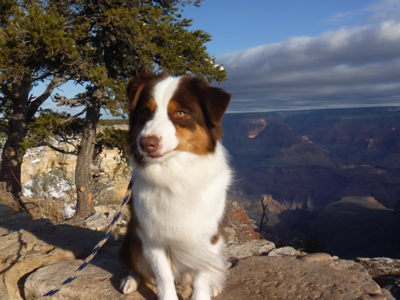 A Rockland 4-year-old Australian shepherd named Maine-ly's Take It To The Limit, or "Fly" for short, is one of nine dogs from Maine competing today and tomorrow, Feb. 11-12, in the Westminster Kennel Club show at Madison Square Garden in New York City. (Photo courtesy Clara Gardner)