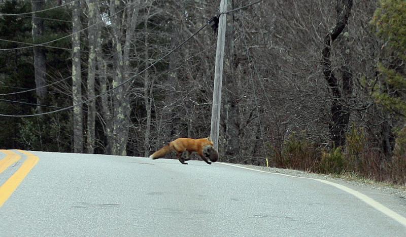 A large adult red fox runs across Route 52 in Lincolnville, carrying either a rabbit or a kit in its jaws. (Photo by Holly S. Edwards)