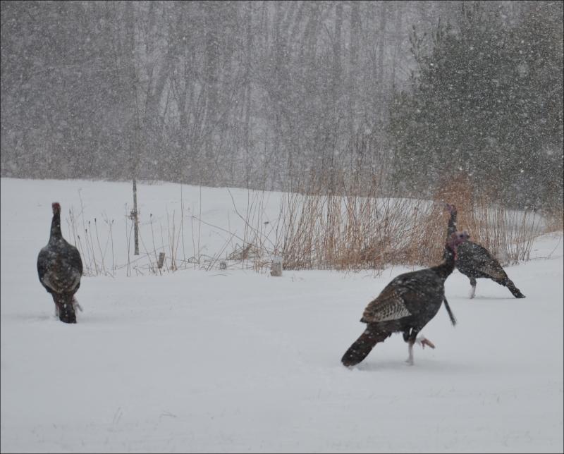 Wild turkeys on the side of Route 90 in Rockport, in March. (Photo by Lynda Clancy)
