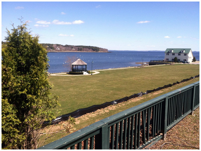 Workers removed a double row of evergreen shrubs between Belfast Common and Steamboat Landing last week to make way for new landscaping related to the Harbor Walk. (Photo by Ethan Andrews)