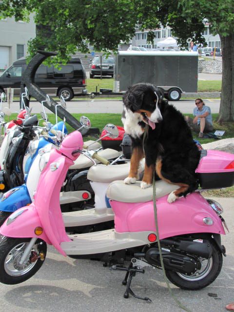 Scooter Dogs, a new scootr rental and tour/sightseeing company. (Courtesy Scooter Dogs)