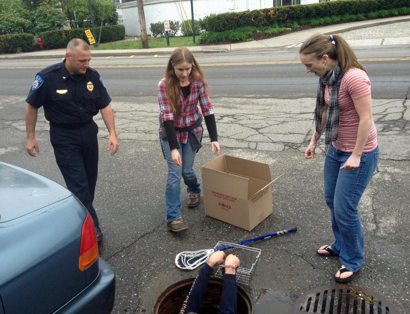 A duckling is brought up from underground in Camden Friday afternoon. (Courtesy Steve Pixley)