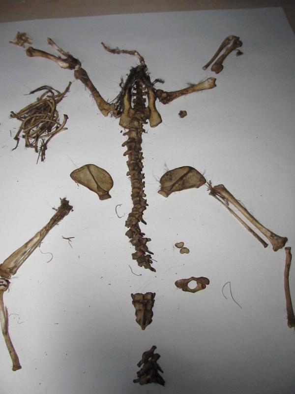 The rearticulated bones of a raccoon lay in the laboratory on Hurricane Island. (Photo by Kay Stephens)