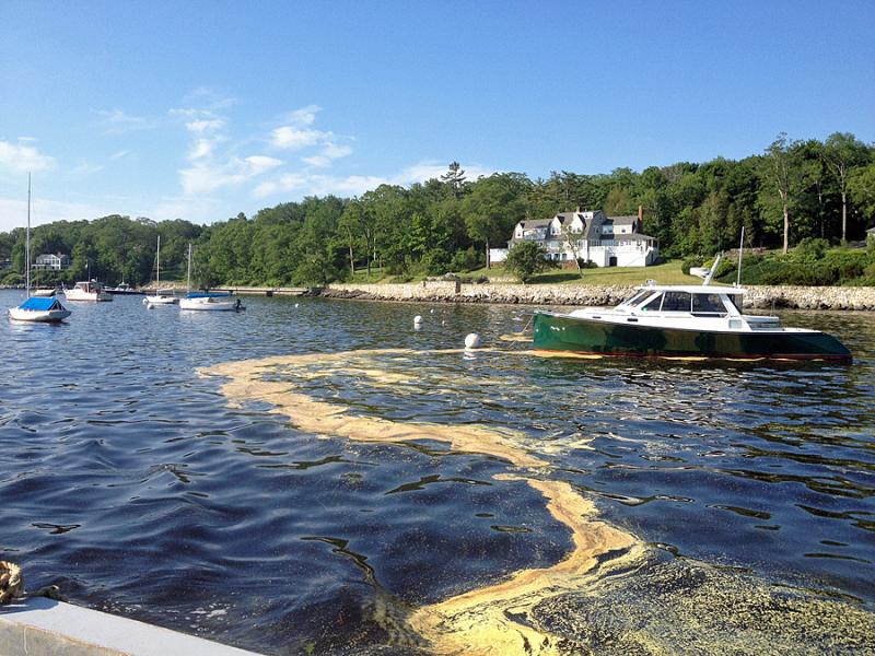 Pine pollen has been a menace this week, scumming up harbors, lakes and ponds and keeping kids from swimming and wading on the warmer days. (Photo by Steve Pixley)