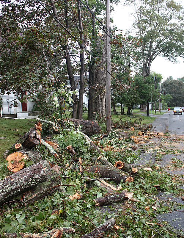 A cut up tree on the side of Park Street in Camden. (Photo by Holly S. Edwards)