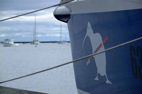 While we Mainers are shoveling snow, this fierce symbol of Stanley Paris's native New Zealand will lead him around the world through the southern summer. (Photo by Shlomit Auciello)
