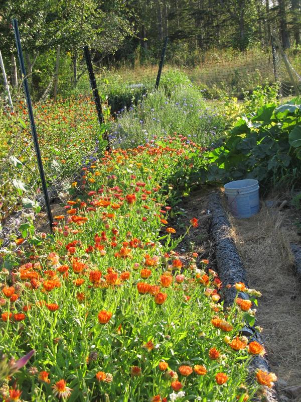 Rows of calendula in the Dulse & Ruogsa growing gardens on Gott Island. (Photo by Kay Stephens) Dulse & Rugosa