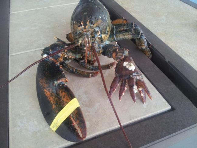 The five-claw crusher claw lobster that’s been making Maine headlines. See what lobstermen have to deal with?
