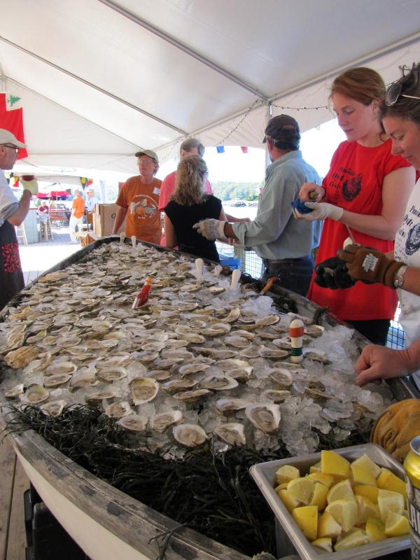 15,000 oysters at the Pemaquid Oyster Festival PenBay Pilot