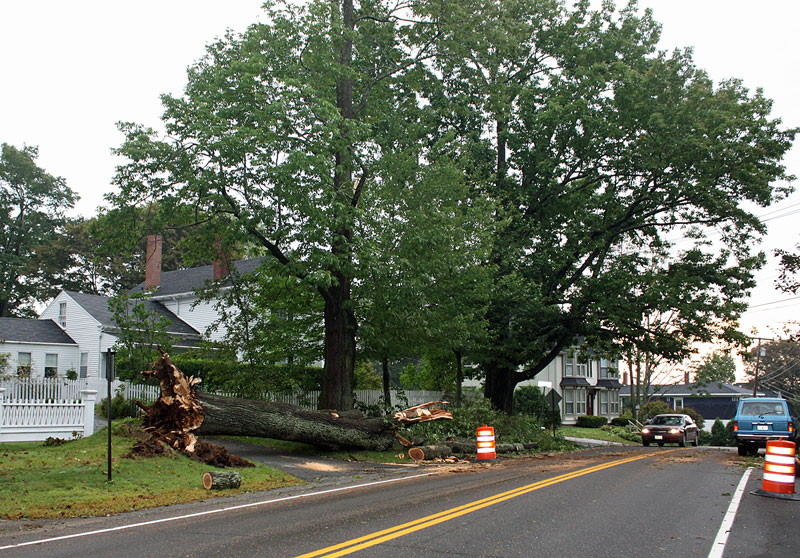 A large tree down on Washington Street in Camden Thursday morning. (Photo by Holly S. Edwards)