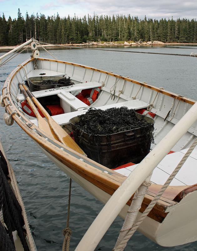 Dozens of lobsters spent the day sailing, nestled in piles of seaweed with a constant stream of seawater streaming over them during the ride. (Photo by Holly S. Edwards)