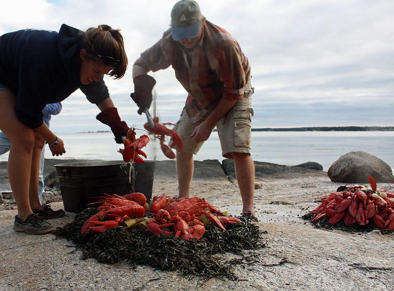 Brittany Spear and Rick Caroselli set up the second pile of lobsters, corn and potatoes on Lobster Island Sept. 26. (Photo by Holly S. Edwards)