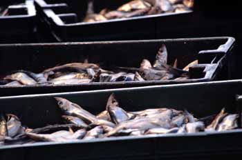 Herring - the bottom of the kobsterman's food chain. (Photo Shlomit Auciello) Photo Shlomit Auciello