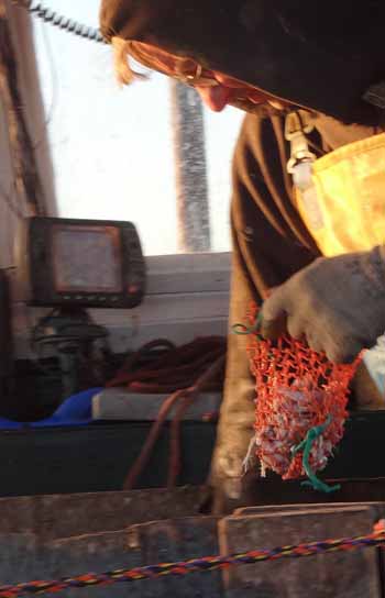 Gary Libby fills one of more than 100 bait bags that he will stuff with herring on this "short" work day. (Photo Shlomit Auciello) Photo Shlomit Auciello