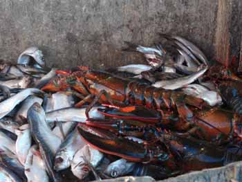 Eat or be eaten. (Photo Shlomit Auciello) Photo Shlomit Auciello
