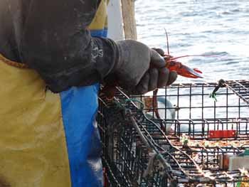 Gary Libby measures every lobster that he finds in his traps. At this time of year, most are too small to be kept. (Photo Shlomit Auciello) Photo Shlomit Auciello