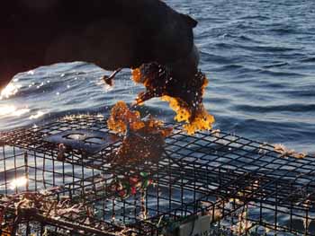 Exposure to the elements and colonization by marine life take their toll on traps and other fishing gear. (Photo Shlomit Auciello) Photo Shlomit Auciello