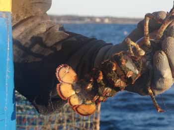 On this chilly day near the end of October, the only really big lobsters came up covered with eggs and were returned to their briny home. (Photo Shlomit Auciello) Photo Shlomit Auciello