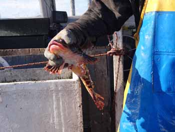 Bycatch gets tossed overboard. (Photo Shlomit Auciello) Photo Shlomit Auciello