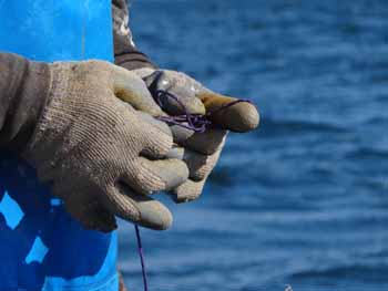 A temporary repair is made during on of the last hauls of Gary Libby's 2013 lobster season. (Photo Shlomit Auciello) Photo Shlomit Auciello