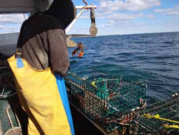 One of dozens of lobsters returned to the deep. (Photo Shlomit Auciello) Photo Shlomit Auciello