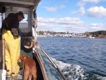 A man and his dog return home after a hard morning's work. (Photo Shlomit Auciello) Photo Shlomit Auciello