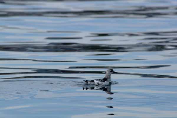 Quiet reflection No. 2 (Photo Shlomit Auciello)