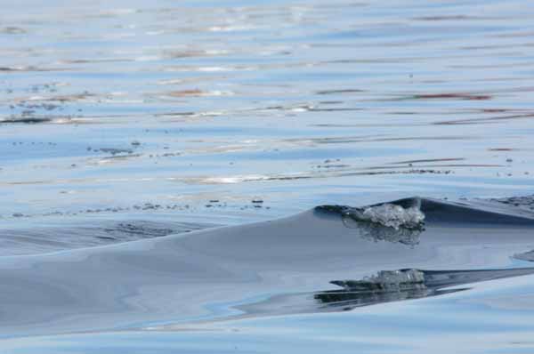 Quiet reflection No. 3 (Photo Shlomit Auciello)