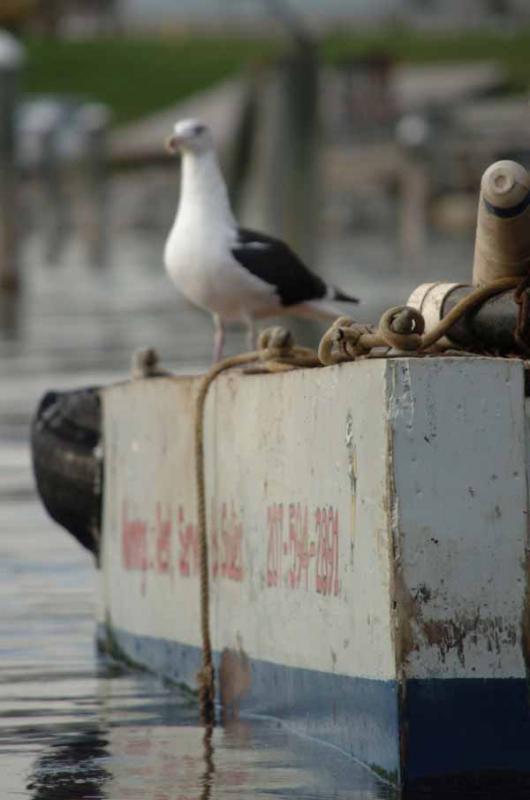 Quiet reflection No. 10 (Photo Shlomit Auciello)