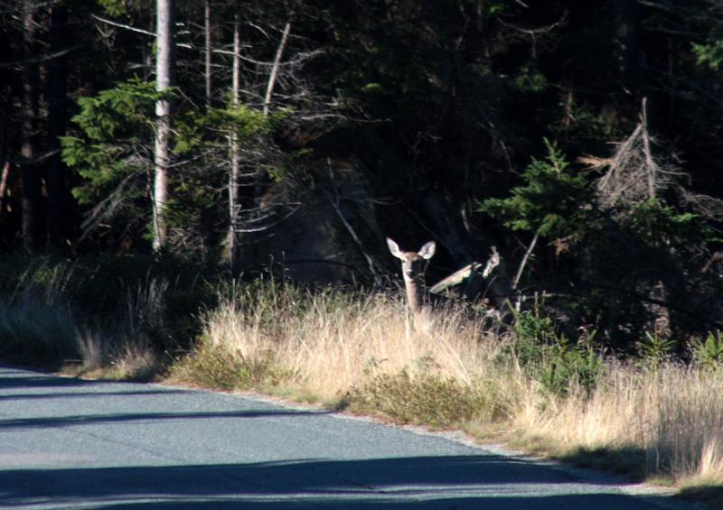 Stirring up a native on the walk to Black Dinah Saturday, on Isle Au Haut. (Photo by Holly S. Edwards)