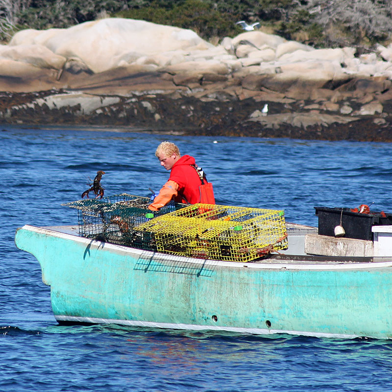 A too-small lobster is thrown back into the ocean to be caught another day. (Photo by Holly S. Edwards)