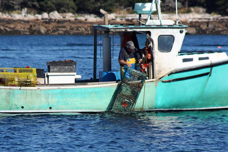 Lots of lobstermen and lobsterwomen working traps between Islesboro and Isle Au Haut Sept. 28. (Photo by Holly S. Edwards)