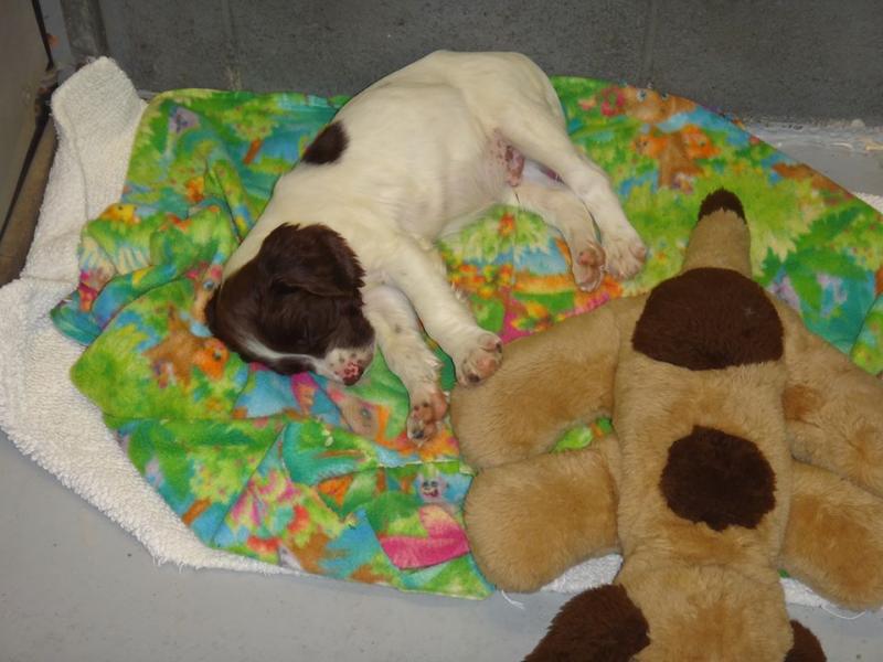 Nap time comes with a blanket and a teddy. (Courtesy Harbor Hounds)