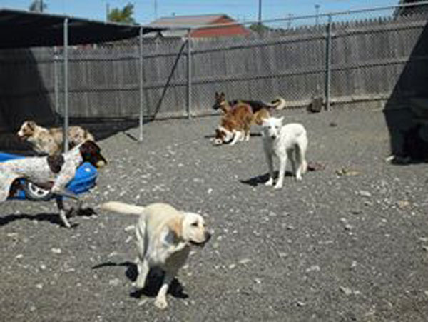 It’s like away-camp for dogs. (Photo by Kay Stephens)