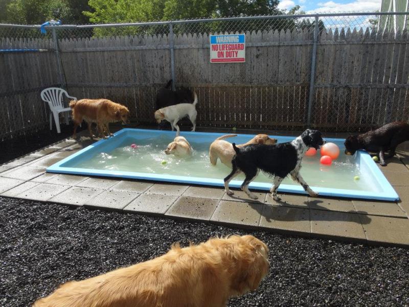 No lifeguard on duty, but plenty of playtime for these hounds. (Courtesy Harbor Hounds)