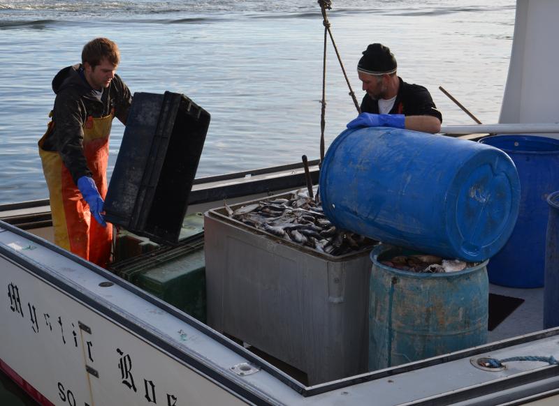 Adam Scott and Max Holme load the bait onto the boats. (Photo by Lynda Clancy) rockport lobster boats maine
