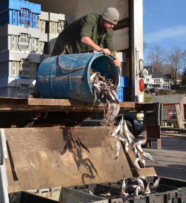 Alan Gustafson, of Somerville, pours bait into a crate that will be loaded onto a lobsterboat, and then into traps in the bay, enticing lobster to climb in. (Photo by Lynda Clancy)